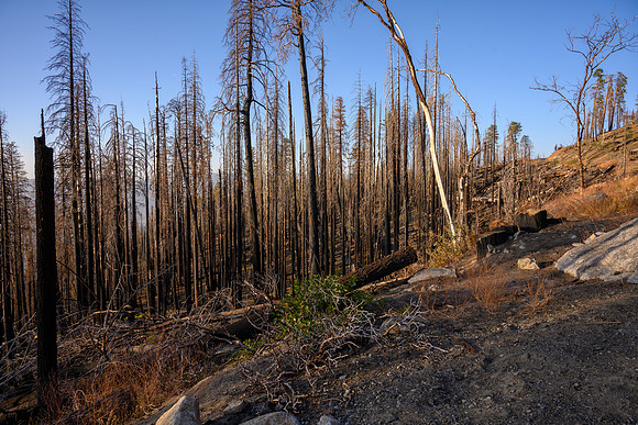 Burnt trees from highway 41
